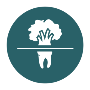 https://www.whiteoakdentalbham.com/wp-content/uploads/2022/03/White_Oak_Family_Dental_Logo_Icon-300x300.png